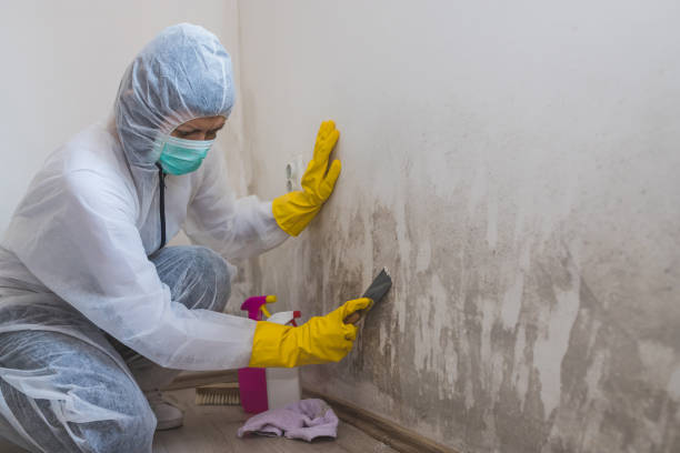 Best Commercial Mold Inspection  in Wood Ridge, NJ