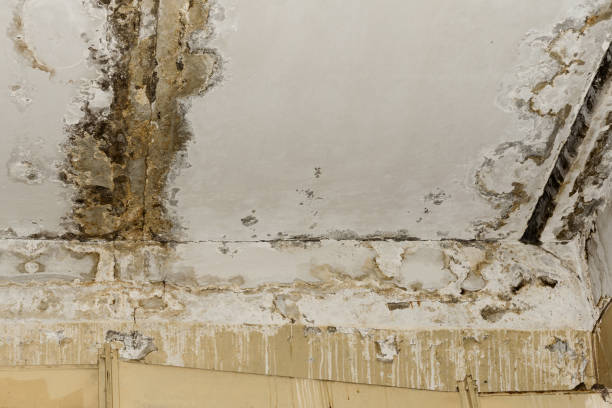 Best Real Estate Mold Inspection  in Wood Ridge, NJ