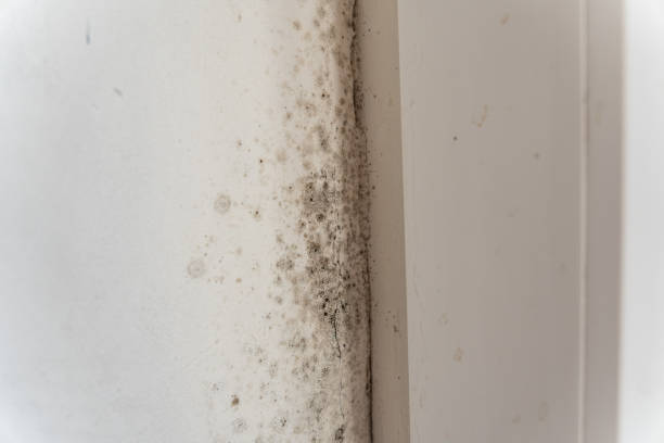 Best Comprehensive Air Testing for Mold Contaminants  in Wood Ridge, NJ