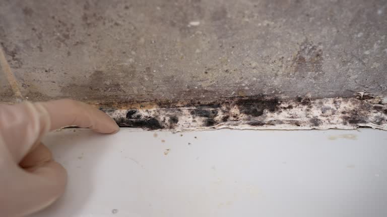 Best Mold Documentation for Insurance Claims  in Wood Ridge, NJ